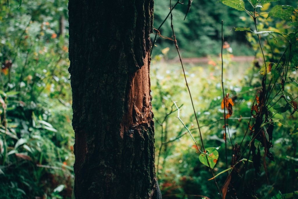 A Drive Through The&nbsp;Woods